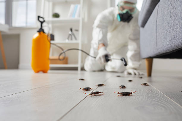 Affordable Termite Control solutions in Berkley, MI